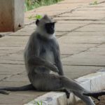 Mindful - Stop the Monkey Chatter