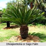 Jaggery_Palm_Indian_Medicinal_Plant