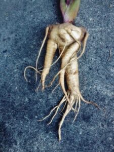 intentions, shiva's and mandrake