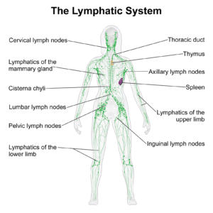 lymphatic system