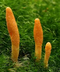 3 fertility adaptogens - Ashwaganda, Reishi and Cordyceps
