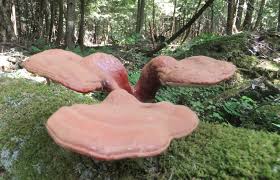 3 fertility adaptogens - Ashwaganda, Reishi and Cordyceps