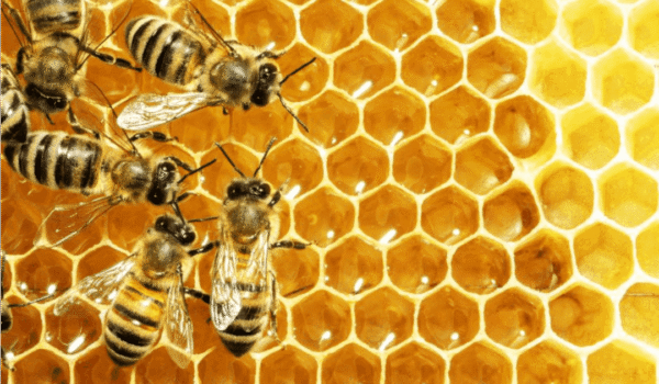 can bees help hormones