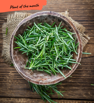 rosemary